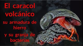 Criaturas fantásticas reales El caracol volcánico su armadura de hierro y su granja de bacterias [upl. by Atthia336]