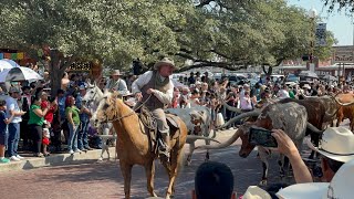 Fort Worth Stockyards Cattle Drive [upl. by Selemas424]