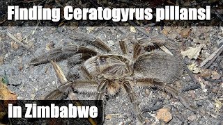 HORNED BABOON SPIDER Zimbabwe [upl. by Bathilda]