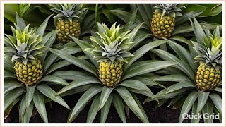 Farm Fresh Pineapple Harvestingಮಿಶ್ರ ಬೆಳೆಯಾಗಿ ಅನಾನಸ್ ಬೆಳೆದು Tips For Growing pineapple from TheTop [upl. by Ivets]