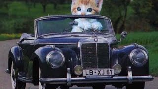 Gatos en Coches de radiocontrol Los gatitos más chistosos conduciendo autos [upl. by Vudimir]