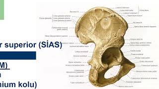 Genel Anatomi 8in 2si Alt taraf kemikleri İnsan Anatomisi TUS DUS SBF Soru çözümü Arasınav [upl. by Oballa223]