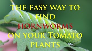 Easy Way To Find Hornworms On Your Tomato Plants [upl. by Pomfret343]