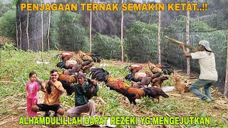 ALHAMDULILLAH DAPAT REZEKI YANG MENGEJUTKAN PENJAGAAN TERNAK SEMAKIN KETAT [upl. by Drewett]