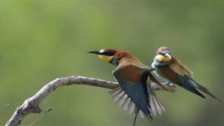 European Bee Eater colorful closeup Merops apiaster [upl. by Nahtanaoj]