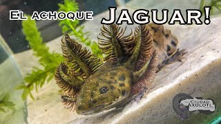 El Ajolote Jaguar Ambystoma Andersoni [upl. by Kusin124]