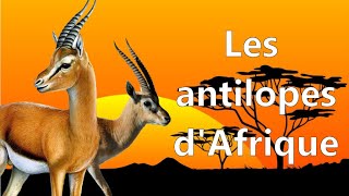 Les ruminants d’Afrique les antilopes [upl. by Leuneb780]