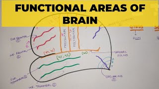 Functional Areas of Brain  1  Sulci amp Gyri [upl. by Aniratak]