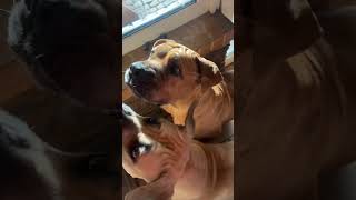 Boerboel Kennel Immortal Hond  Impala 12 years [upl. by Naeerb285]