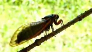 Cicada Song [upl. by Nannah]