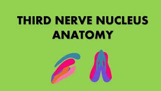 THIRD NERVE NUCLEUS ANATOMY [upl. by Antipus]