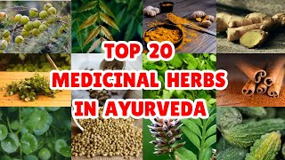 20 Best Medicinal Plants and Their Uses in Ayurveda [upl. by Lacym]