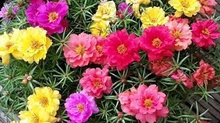 Portulacas amor de un día verdolagas en diferentes colores😍😍 [upl. by Barron808]