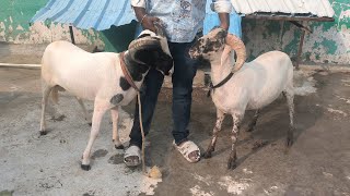 Rampuri Vilayati Sheep Available at kala pathar King darbar [upl. by Droffig456]