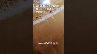 Début de fermentation dune bière avec une levure norvégienne KVEIK 12h après le brassage [upl. by Nylarac]