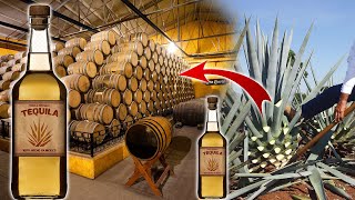 देखिये Tequila कैसे बनती है  How Tequila is Made in Factory  Tequila Making Process [upl. by Long]