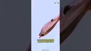 Peregrine Falcon  Fastest Animal On Our Earth [upl. by Male774]