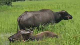 Herd Buffalos Eating Green Grass  Buffalos Video At Rice Field [upl. by Siana8]