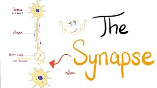 The Synapse  Neuro  Biology [upl. by Julis]