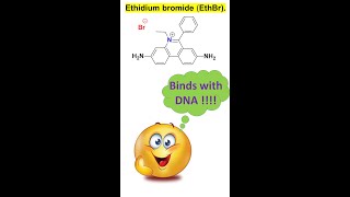 shorts Ethidium bromide EthBr as DNA intercalating agents by Dr Tanmoy Biswas [upl. by Cthrine775]