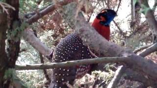 Satyr Tragopan Sings [upl. by Kacerek23]