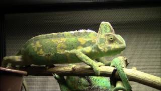 Veiled Chameleon Mating [upl. by Maddalena]