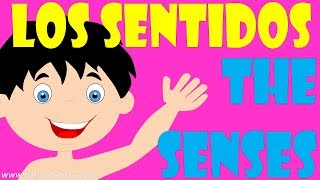 Los 5 sentidos  Cinco Sentidos para niños  Vista Oído Gusto Olfato y Tacto [upl. by Aneleiram]