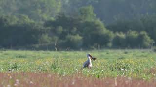 Comme on fait son nid la Cigogne blanche [upl. by Marchal]