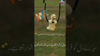 Sunday aata hy Kabhi Kabhi  VLOG360 [upl. by Asabi956]