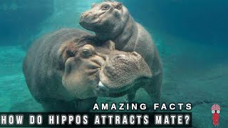 How do hippopotamus attract mate   YAA [upl. by Sheepshanks]