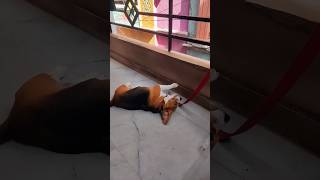 Beagle Dog Playing With Bottle beagle beagles [upl. by Puritan]