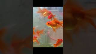 Oranda goldfish [upl. by Albie]