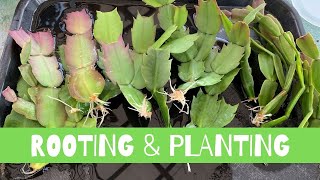 Rooting and Planting Schlumbergera Cactus  Thanksgiving Christmas Cactus [upl. by Arrait]