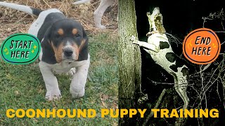 Coonhound Puppy Training Part 1 04 Months [upl. by Yahsal]