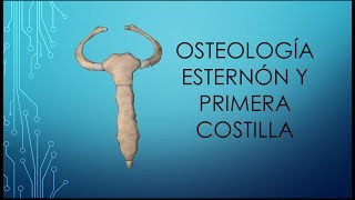 Osteología del esternón y primera costilla [upl. by Annert]