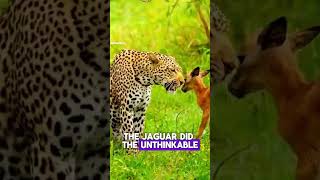 JAGUAR ADOPTS BABY DEER 😲😲 shorts [upl. by Ycrep]