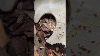 Armadillo wood lice feeding and then their babies by the hundreds woodlice insects bug nature [upl. by Chobot]