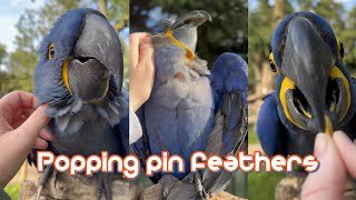 Helping hyacinth Macaws with their pin feathers EXTREMELY SATISFYING [upl. by Nylitak]