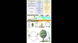 Photosynthesis Stages geneticteacher [upl. by Anaj]