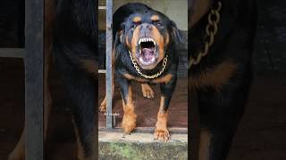 Angry Rottweiler barking at owner rottweiler funnyanimal angry pets angrypet dog angrydog [upl. by Clemmy]