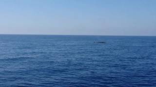 3 ballenas Rorcual común esta mañana [upl. by Calypso]