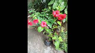 🌺🥀Our small variety garden part 2🌸🌼 [upl. by John]