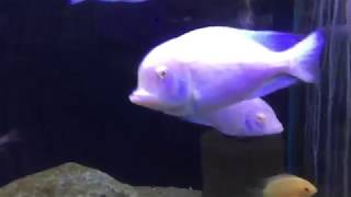 Albino Blue Dolphin Cichlids size around 7 inches [upl. by Eirek]