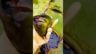 Collecting Pygmy Waterlily Seeds satisfying short [upl. by Sillyrama670]