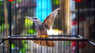 Trucukan Gacor ROPEL PANJANG Buat Pancingan Trucukan agar Bunyi Jadikan Burung Trucuk Gacor NYAUT [upl. by Dorrehs]