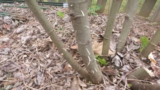 Ambrosia Beetle Destruction On Figs [upl. by Naeroled]