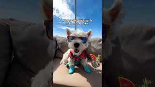 Westie Dog Living His Best Life  Dog on a Boat [upl. by Colleen169]