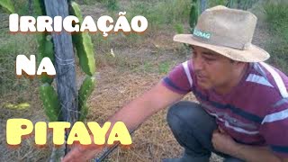 Tutorial Irrigação da Pitaya  Sitio Sawada [upl. by Eedolem984]