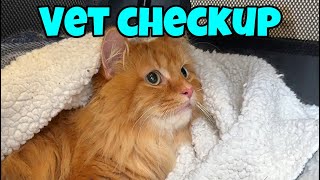 My Cats Get a Vet Checkup [upl. by Stanislaw]