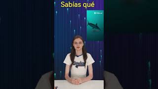 ¿Sabías que los tiburones martillo pueden sentir el campo eléctrico de sus presas [upl. by Tildi]